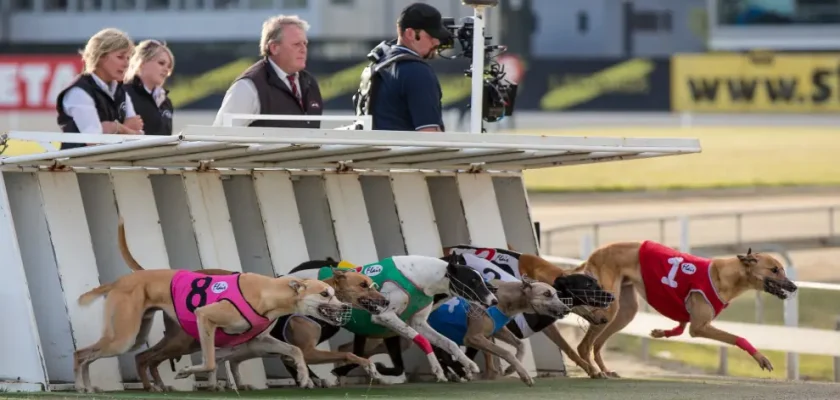 Nueva Zelanda se une a la tendencia global: la prohibición de las carreras de galgos y su impacto en el bienestar animal