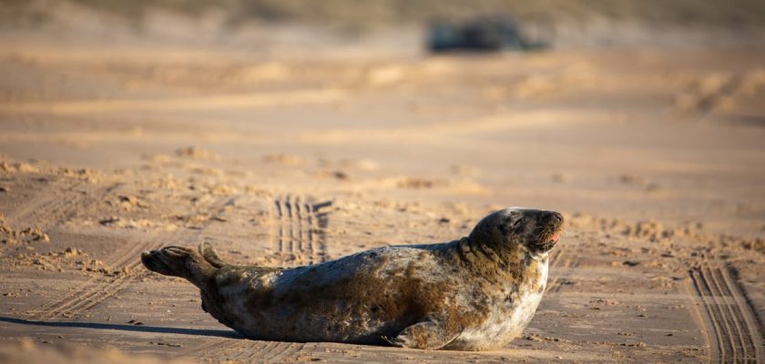 La sorprendente aparición de una foca gris en Doñana: ¿qué significa para el ecosistema?