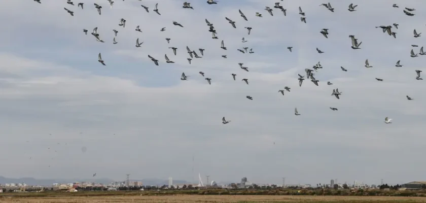 España amplía su red de espacios naturales: más de un millón de hectáreas para proteger aves