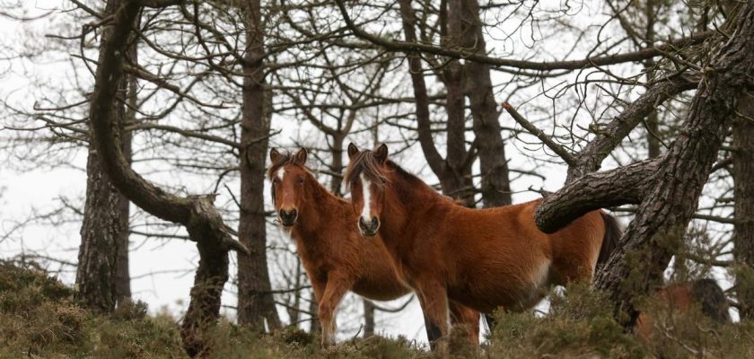 La trágica historia del maltrato animal en Melide: ¿qué podemos aprender?