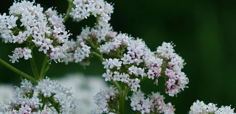 los múltiples beneficios de la valeriana: la planta que puede transformar tu sueño y bienestar