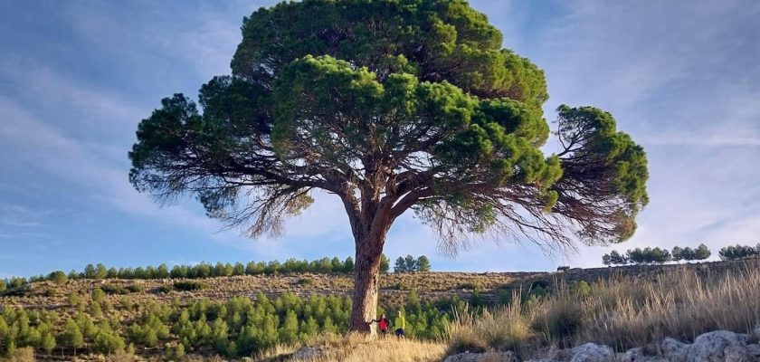 Un pino de Abengibre se disputa el título del mejor árbol de Europa: el corazón verde de un pueblo