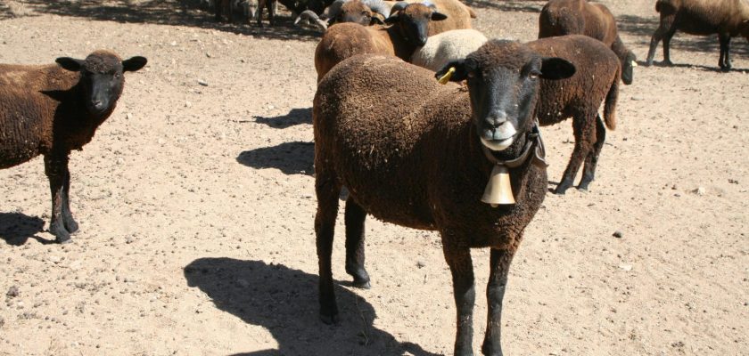 El impactante caso de maltrato animal en Roda de Berà: reflexiones sobre la empatía y la responsabilidad social