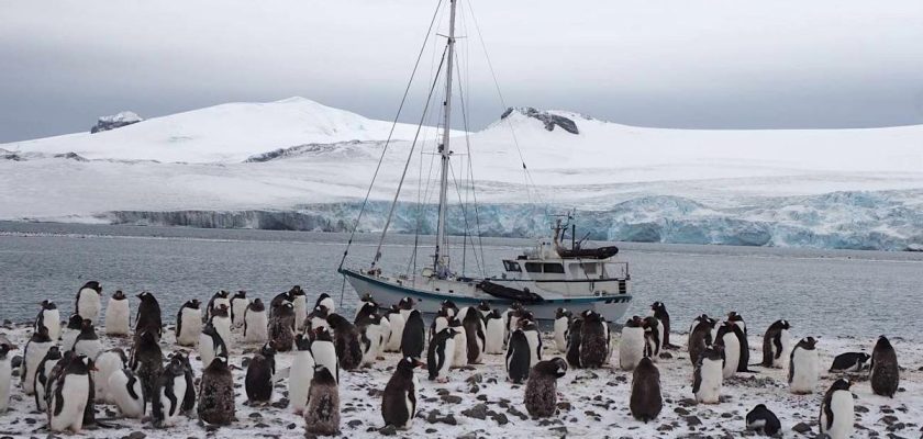 La biodiversidad antártica: grandes desconocidos y la necesidad urgente de investigación