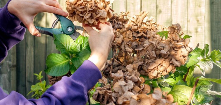 El arte de la poda: cómo transformar tus plantas en estrellas del jardín