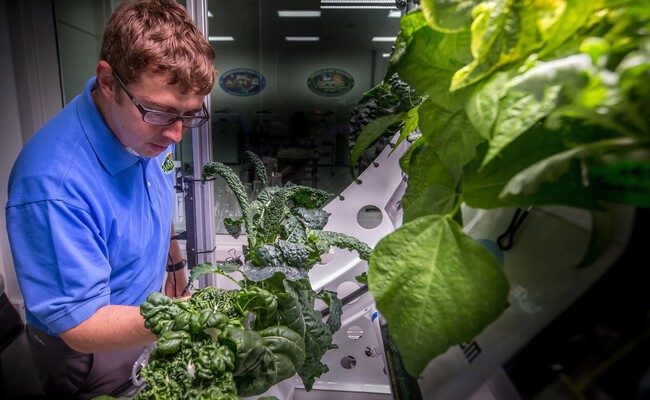 Las verdades incómodas sobre el cultivo de verduras en microgravedad: ¿son seguras nuestras ensaladas espaciales?