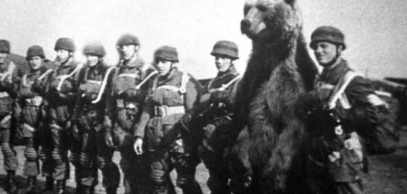 La increíble historia de Wojtek, el oso soldado que desafió la guerra y conquistó corazones