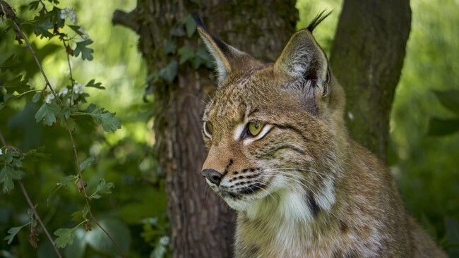 La batalla entre la conservación y la agricultura: el dilema del lince ibérico en España