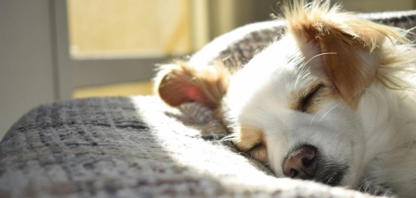 La sorprendente historia de cómo los lobos se convirtieron en nuestros mejores amigos