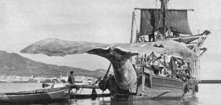 Moby Dick: 70 años de su histórica filmación en Las Palmas de Gran Canaria