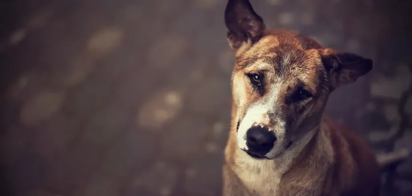 La sorprendente conexión entre los perros callejeros y la adaptación humana en la era del antropoceno