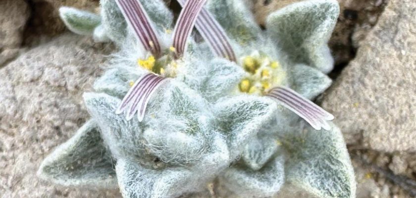 Descubrimiento de Ovicula biradiata: el woolly devil y su lucha por la supervivencia en el desierto de Chihuahua