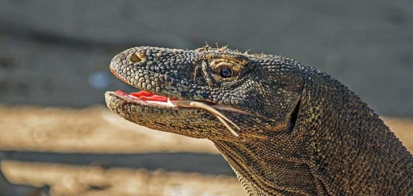 Descubriendo el dragón de Komodo: el fascinante estudio detrás de su mordida letal