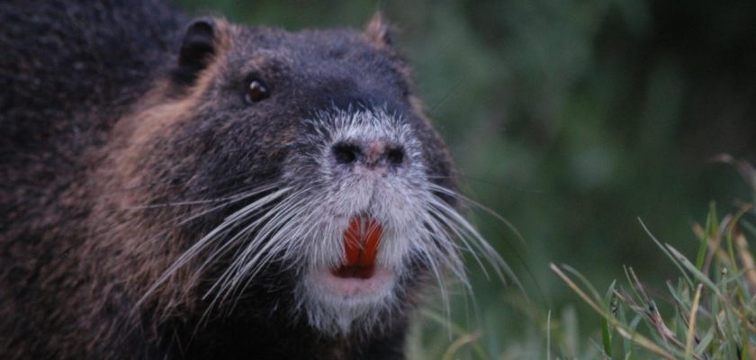 La insólita solución de Luisiana ante la invasión de la rata nutria: de plagas a platos