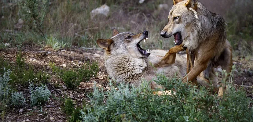 La sorprendente hibridación del lobo ibérico: descubrimientos sobre el Canis lupus signatus