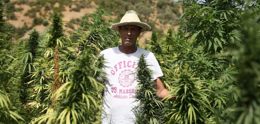 El indulto de las hermanas Sharfi: un rayo de esperanza para los cultivadores de cannabis en Marruecos