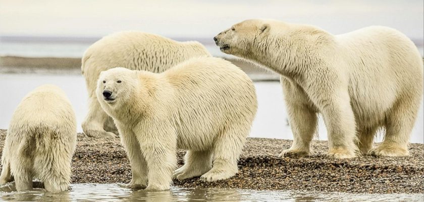 Estudio revela la vida oculta de los cachorros de oso polar en Svalbard: un vistazo a su valiosa dependencia materna