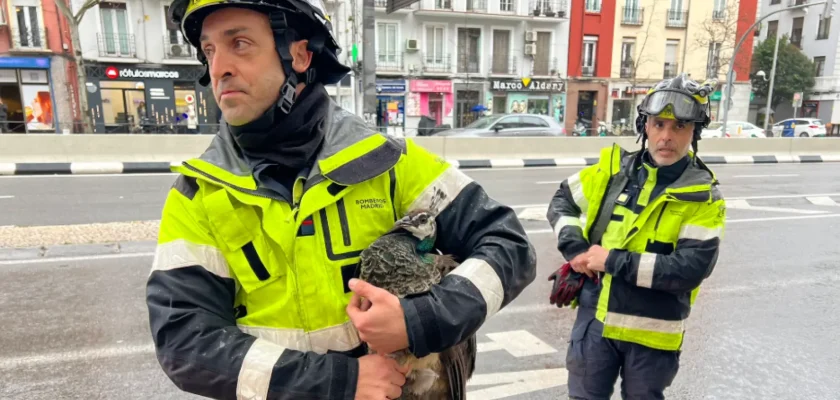 Un pavo real escapa y provoca caos en Salamanca: la historia detrás del rescate urbano