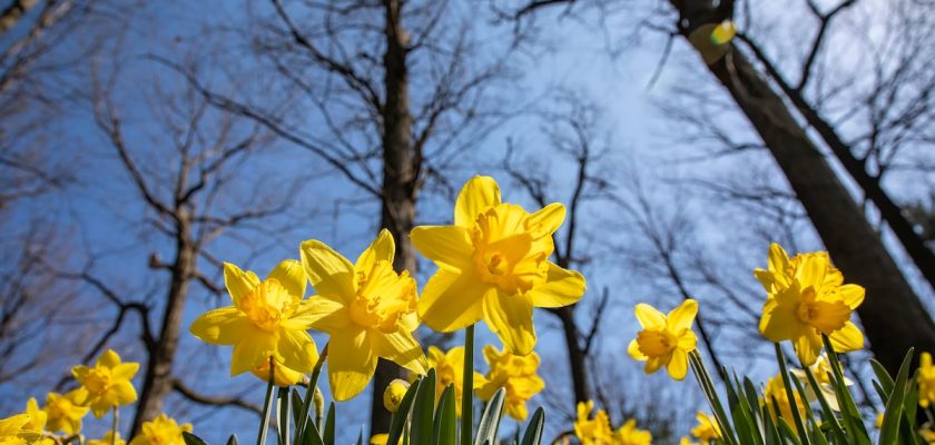 La primavera se anticipa: flores, frutales y la magia de la naturaleza