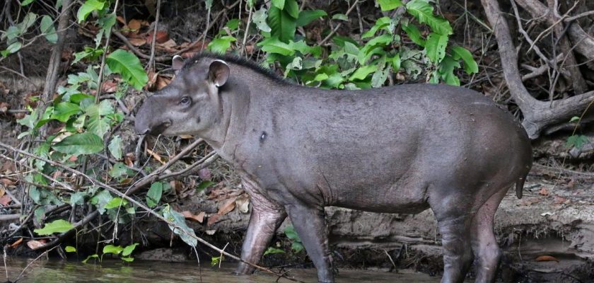 El inesperado regreso del tapir sudamericano: un rayo de esperanza en la Mata Atlántica