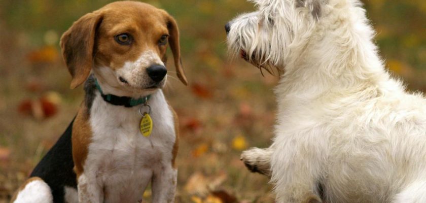 El sorprendente lenguaje del parpadeo: lo que los perros nos enseñan sobre la comunicación canina