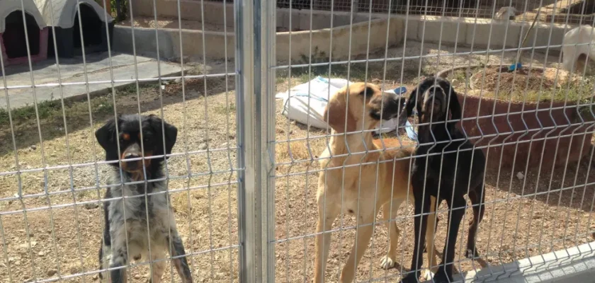 Cada perro cuenta su historia: desmitificando el abandono canino en España