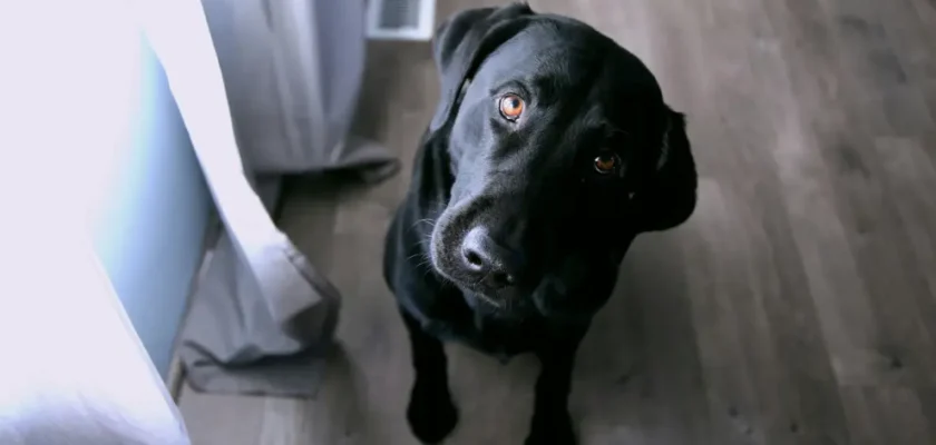 Estudio revela conexión genética entre la obesidad en perros y humanos: un vistazo revelador